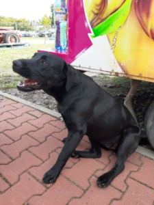  Plik dostępny cyfrowo – czarny pies, duży, rasy labrador