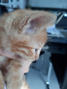 Plik dostępny cyfrowo – mały kotek w wieku 2-3 miesiące, kolor rudy