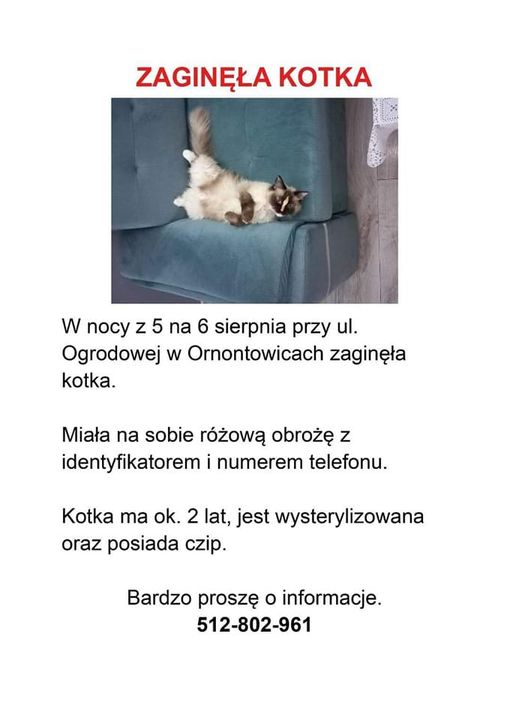 Plakat informacyjny o zaginięciu kotki.